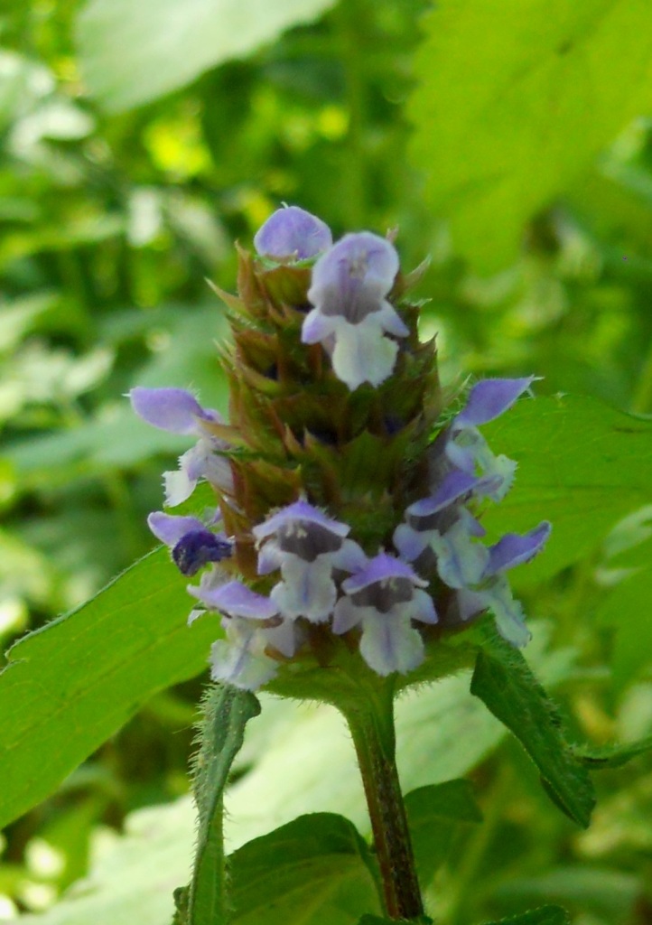 Prunella vulgaris